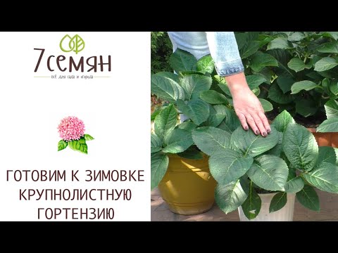 КАК СОХРАНИТЬ КРУПНОЛИСТНУЮ ГОРТЕНЗИЮ ЗИМОЙ +УХОД ОСЕНЬЮ!