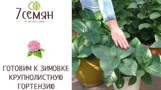 КАК СОХРАНИТЬ КРУПНОЛИСТНУЮ ГОРТЕНЗИЮ ЗИМОЙ +УХОД ОСЕНЬЮ!