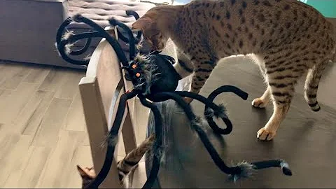 Video 10731461: f2 savannah cat, savannah cat playing, cute cat, cat first