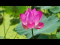 Meditation musicp5 calming music  sleep music relaxing music relaxing piano music stress relief