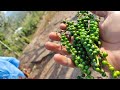 மிளகு மரம் Natural pepper Farming Kolli hills