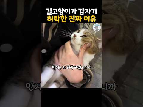 길고양이가 갑자기 만지는 걸 허락한 이유 #더빙농장 #동물더빙 #고양이 #funnyanimals  #웃긴동물 thumbnail