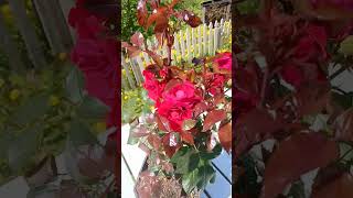 Crvena  Božanstvena Ruža ( Anina ❤️❤️❤️)