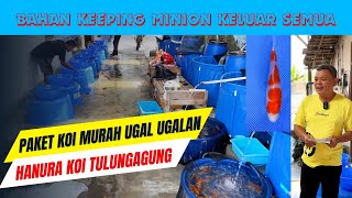 Stok Koi Minion Bahan Keeping Dikeluarkan Semua‼paket Koi Ugal Ugalan murahnya‼Hanura Koi