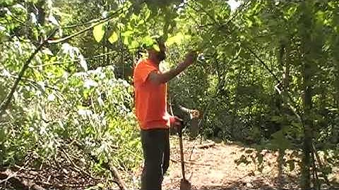 jimwardwhitetailacademy com   Staging Area, Licking Branches, Connecting Trails