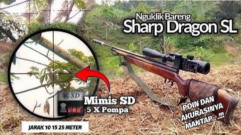 Uklik Sharp dragon super long | Hunting❗ Berburu Burung tekukur dan tupai || akurasinya mantap‼️