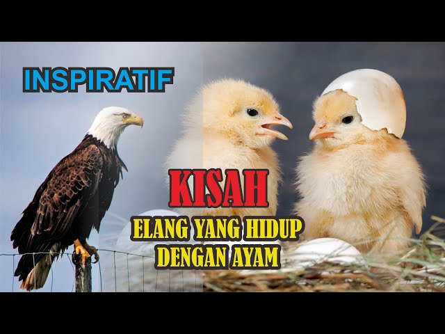 Kisah Elang yang hidup dengan Ayam Kisah Motivasi class=