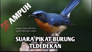 SUARA PIKAT BURUNG TLEDEKAN//💯 AMPUH