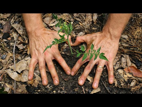 Video: Tomatförökning genom sticklingar - Hur man rotar tomatsticklingar