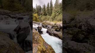 PERFECT day in the Sol Duc Rainforest, Olympic National Park, WA.
