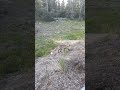 MY FRIEND THE FOX....