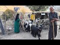 Gol Mohammad's nomadic life: from giving birth to goats to cooking a delicious meal