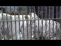 2018.9.9 宇都宮動物園☆ホワイトタイガーのアース王子とシラナミ姫_03