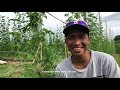 First time farmer earns a Lot from his Bitter gourd. He learned by watching The Veggie Man videos