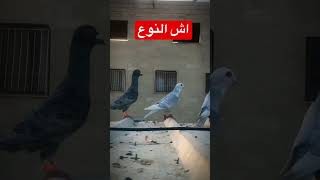 حمام كش #زاجل #viral #ارافل #حمام_السعودية #حمام_سوريا #حمر #كش24 #pigeon #كشة  #fyp #foryou #كش24