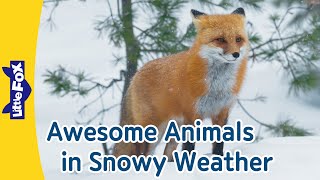 10 Animals in Snow Land | Penguin, Polar Bear, Siberian Tiger, Fox, Moose l | Little Fox
