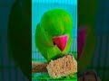 #parrot #cute #birds #funny #greenparrot #maintota #funniestvideo #funnyanimal #rhymes