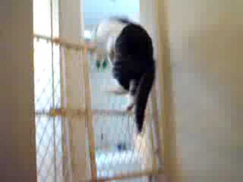 Cat Jumps Stacked Gates