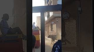 EL TORO NO QUIERE QUE LO COJAN #toros #plazadetoros #asiseviveenelrancho #españa