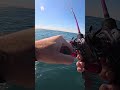 Cattura Inaspettata A Tai Rubber Col Nuovo Daiwa Fune XT 150PL OP Fishing Daiwa Pesca Cattura Inaspettata A Tai Rubber Col Nuovo Daiwa Fune XT 150PL OP Fishing Daiwa Pesca