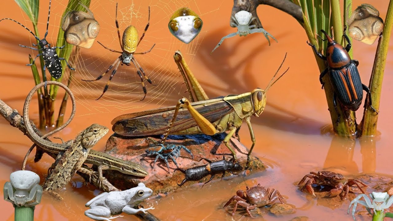 Catcing Insects catching insects in the garden - YouTube
