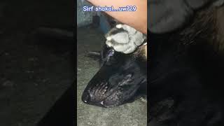 #animallife #pets #viral #gsds #dog #zadoo #viral #germanshepheard #trending #dogshorts #viralshort