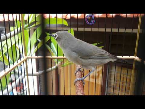 Pleci Dakun Bali Ngerol