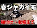 【ジャガイモ】家庭菜園で畝つくりから植え付けまで、省力的な方法を解説！