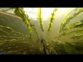 Baidarėm scull  Jūros upe Go Pro video 3film
