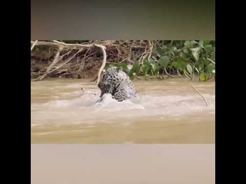 ¿Cómo caza un jaguar a un caimán? #shorts