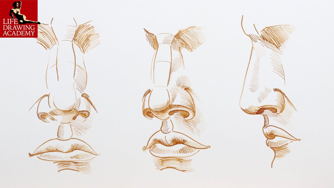 Character Anatomy  Nose
