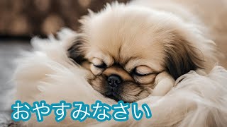 【子犬と眠れる音楽】今夜はペキニーズの子犬と一緒に眠ろう Sleep music with puppies @sleepingdogs2123