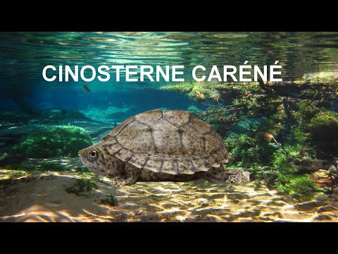 LA CINOSTERNE CARÉNÉ