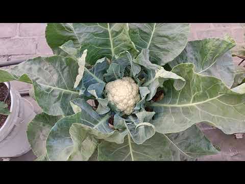 Hydroponic/Soilless Cauliflower
