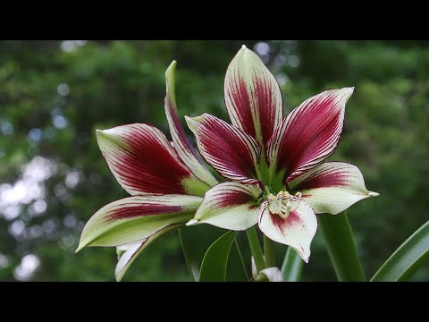 Video: Varietas Hippeastrum (41 Foto): Karakteristik Varietas Charisma, Papilio Butterfly, Royal Red Dan Tosca, Varietas Hippeastrum Oranye Dan Merah Muda