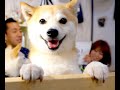 日本の心!柴犬スペシャル♪【Shiba Inu SP】