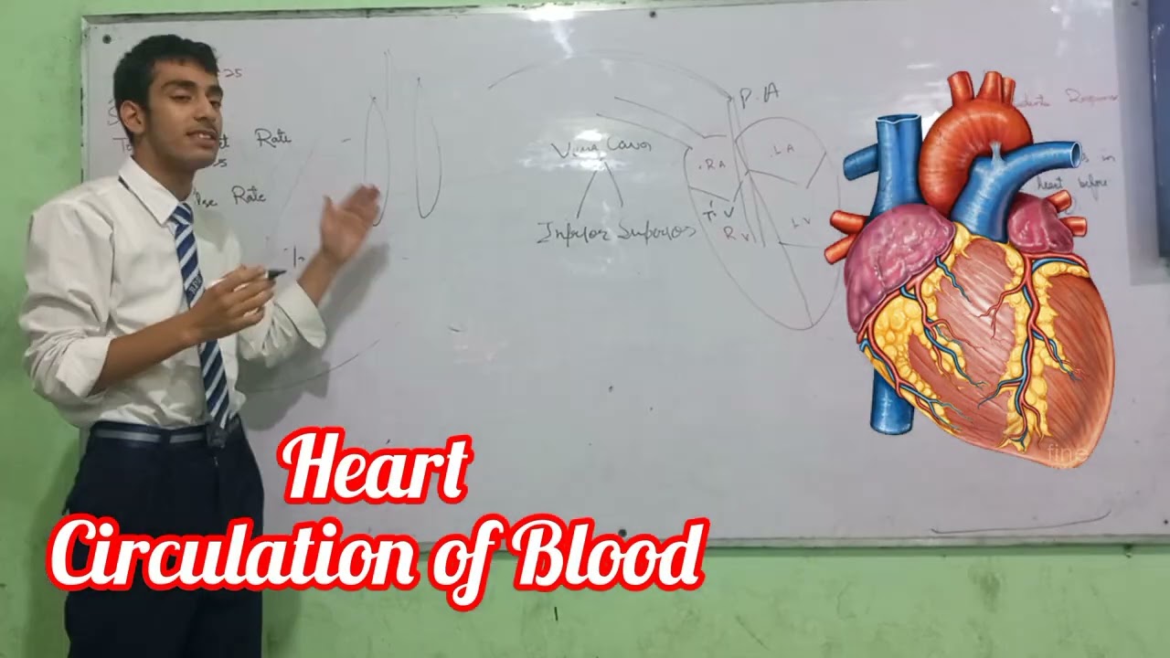 Heart & Circulation of Blood @ Scientific Thinkers 🫀🫀🫀🫀🫀🫀🫀🫀🫀🫀