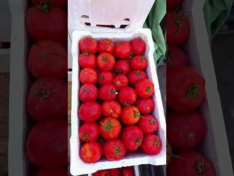 سوق معرة النعمان سوق الهال اسعار الخضار بالليرة التركي للكيلو