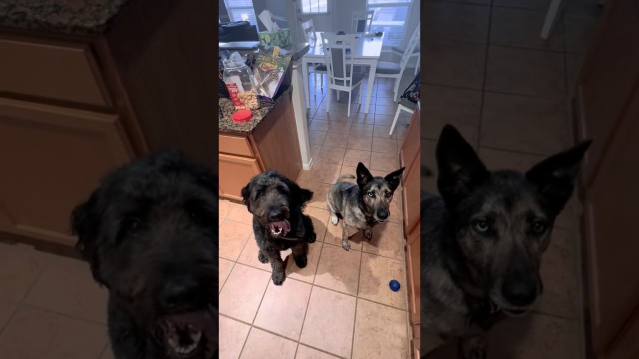 Darwin’s got a partner in crime, everyone meet his girlfriend, Kitty!#shorts #doodle #cute #dog