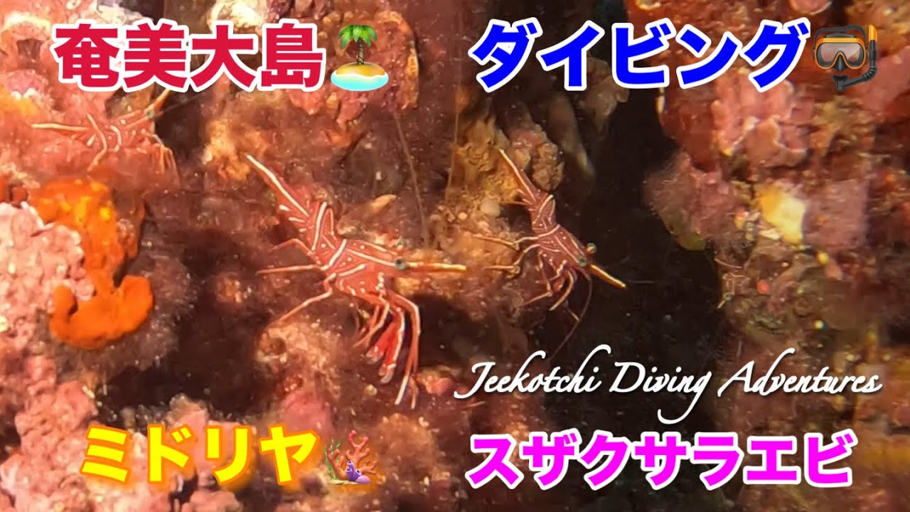 奄美大島産マルダイコク♂ 奄美大島産マルダイコク♂ 奄美大島産