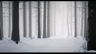 Bozza En Forêt Illustré