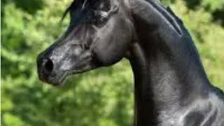 Beautiful Arabic Horse  horse 
