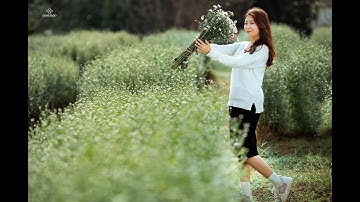 ĐỊA ĐIỂM SỐNG ẢO VỚI HOA CÚC HỌA MI TẠI HÀ NỘI CỦA GIỚI TRẺ HÀ THÀNH | CỘNG STUDIO