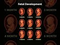 Fetal Development Month by Month | Baby Growth Inside the Womb
