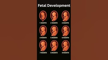 Fetal Development Month by Month | Baby Growth Inside the Womb