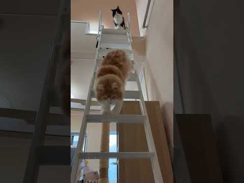 メインクーンはしごおりるよ #cat #メインクーン #猫 #ねこ