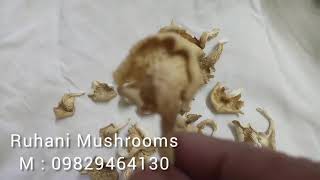 Dry Oyster Mushroom Market | Dry Oyster Mushrooms Quality | Oyster Mushroom Ki Kheti | 09829464130