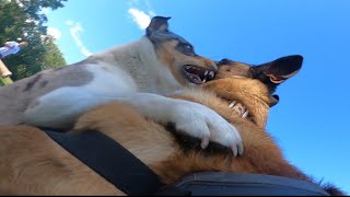 Blue Heeler Mix Tries Biting Belgian Malinois by Canela 305,404 views 11 months ago 10 minutes, 1 second