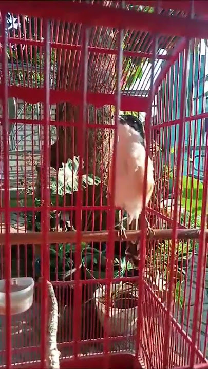 Cendet tirukan suara ayam hutan #cendet #cendetgacor #cendetprestasi