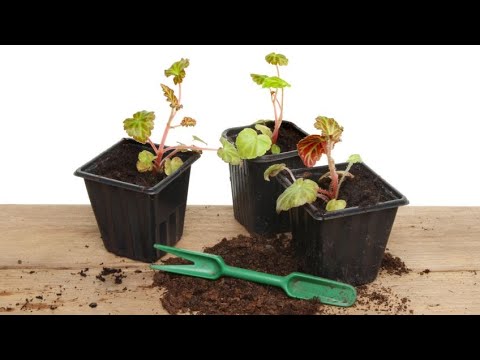 Video: Cultivo de nuevas plantas de Bergenia: aprenda a propagar las Bergenias
